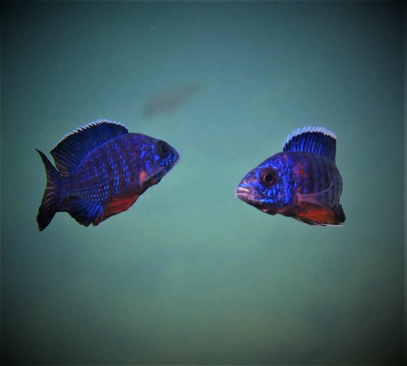 Aulonocara stuartgranti 'Thumbi West Island'